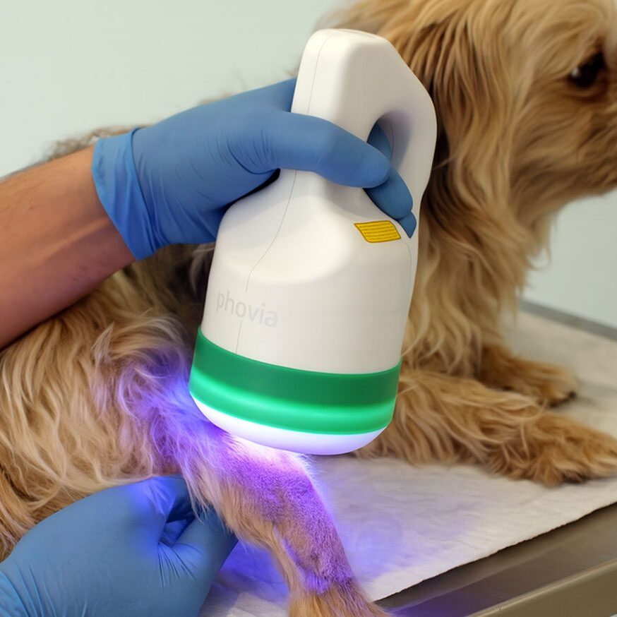 Phovia Treatment veterinarian using Phovia light therapy on dog's leg