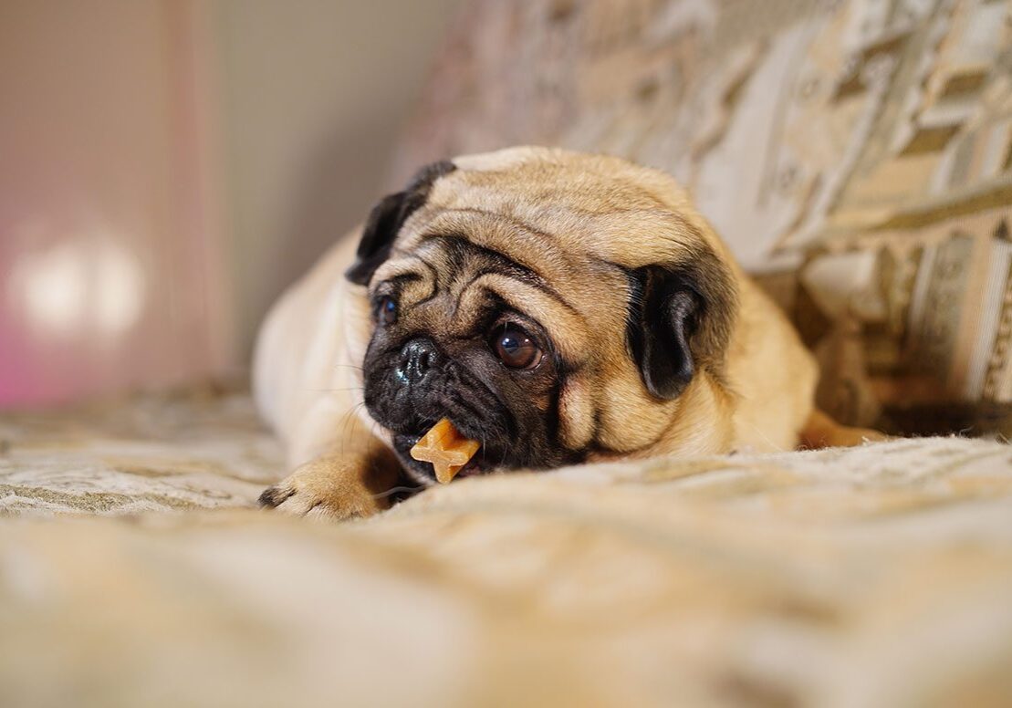 pug chewing on a dental treat