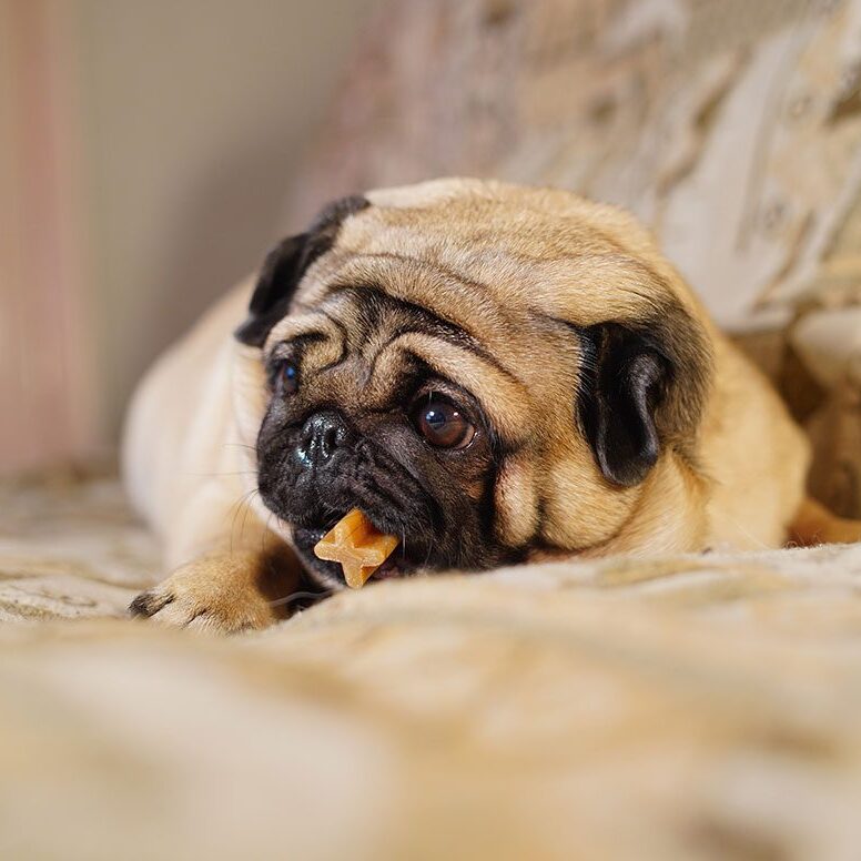 pug chewing on a dental treat
