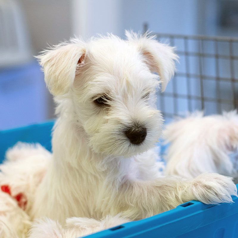 Puppies In Kennel small white puppies in a kennel