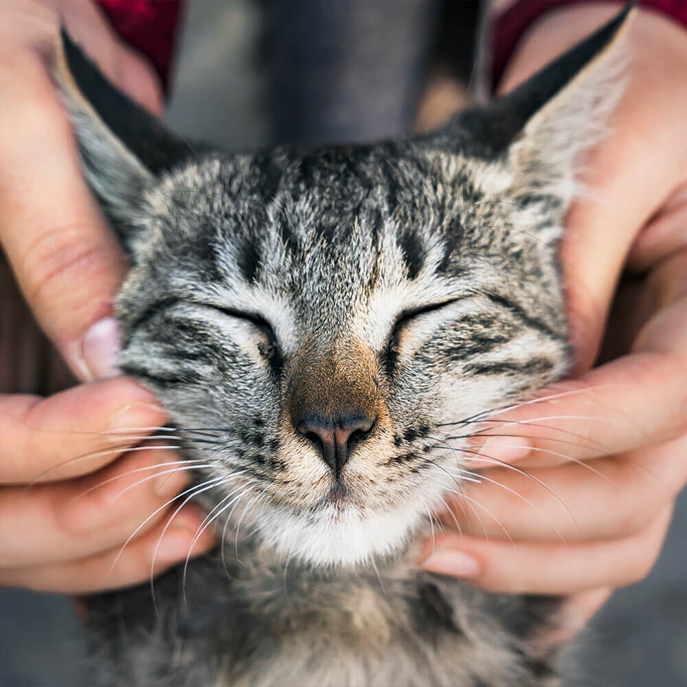 Striped Cat Getting Face Rubs with Eyes Closed