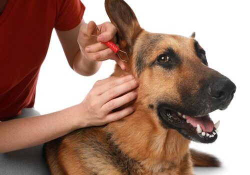 ticks-on-dogs female pet owner removing tick from german shepherd dog on a white background