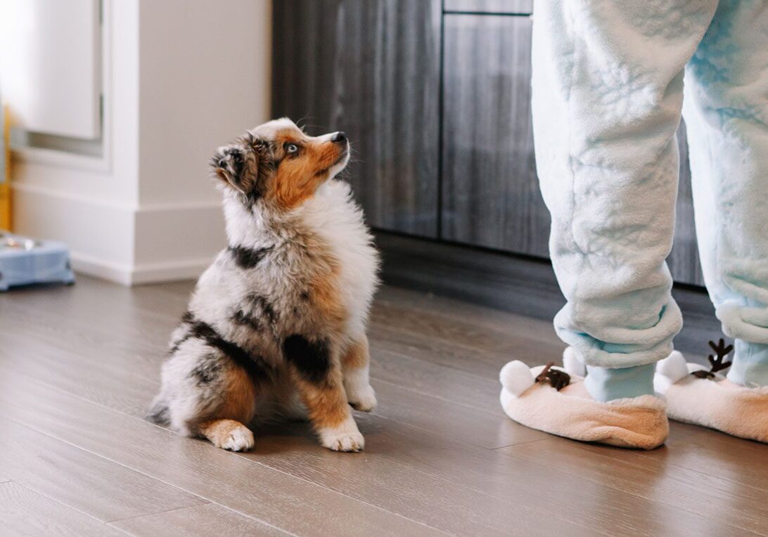 well behaved small dog sitting on the floor and looking up at owner