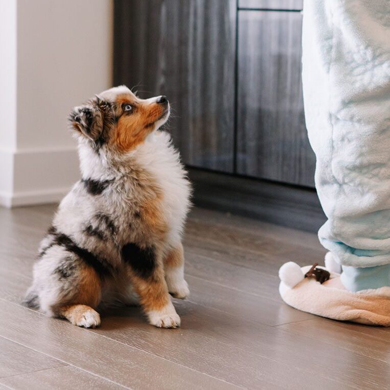 well behaved small dog sitting on the floor and looking up at owner