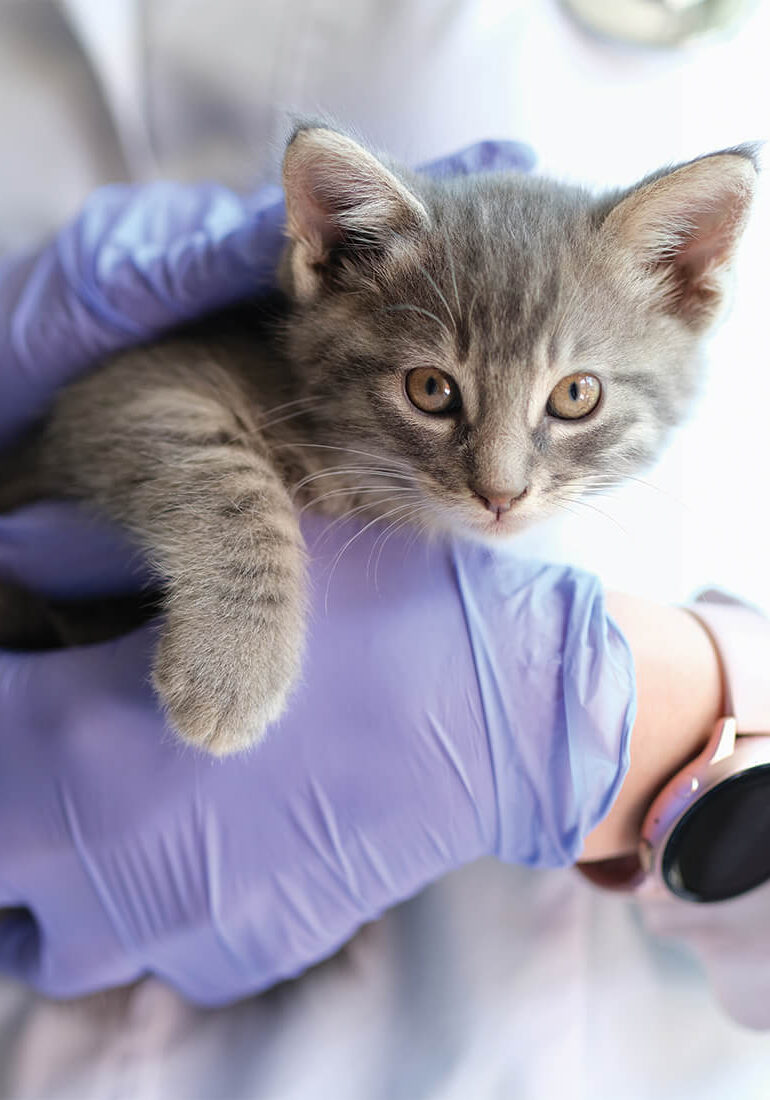 Vet with Gloves Holding Small Gray Kitten