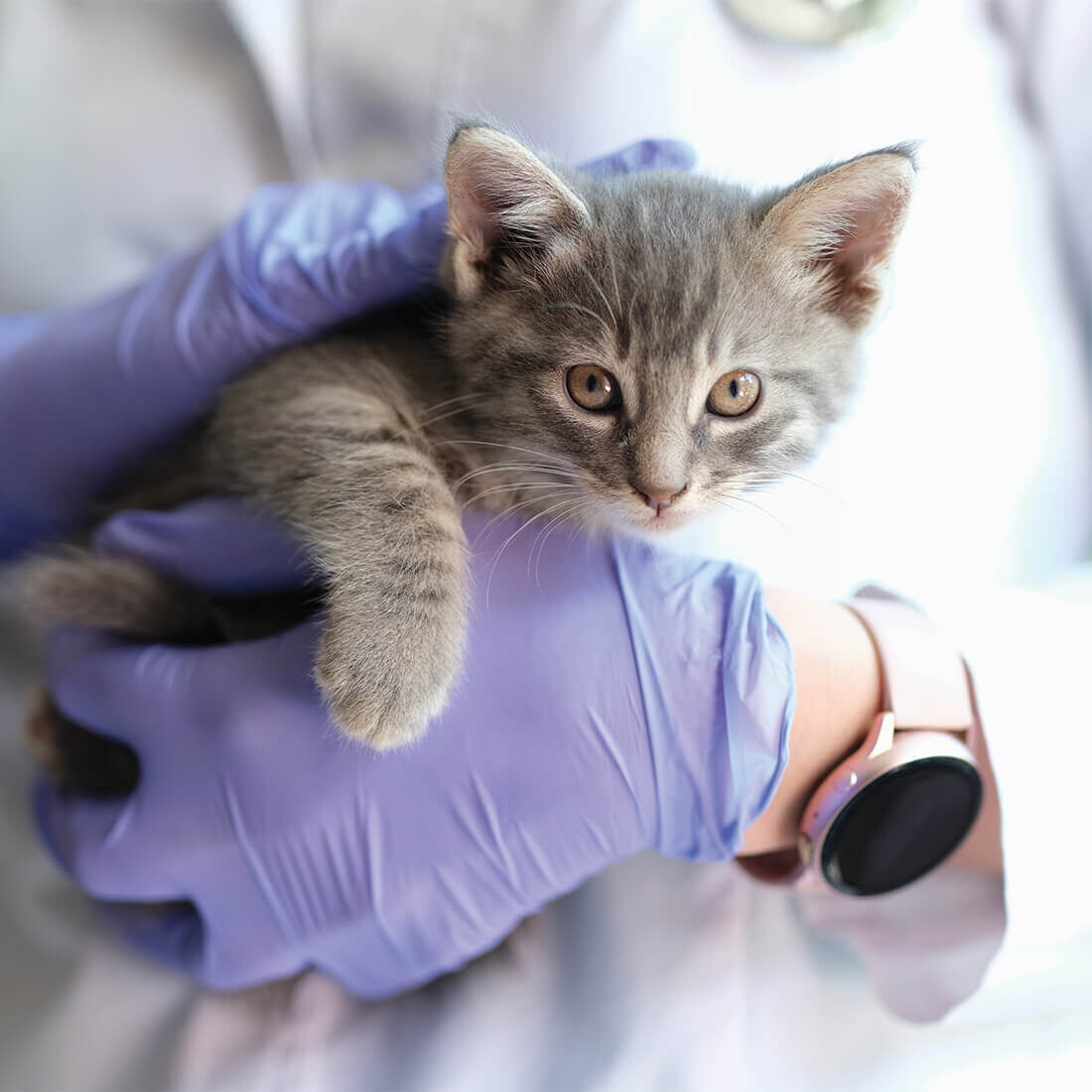 Vet with Gloves Holding Small Gray Kitten