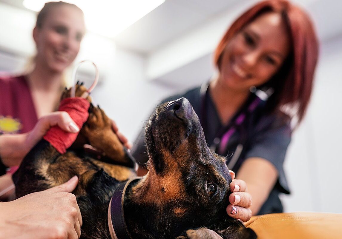 Vet Team Dog veterinary team comforting dog during ultrasound examination