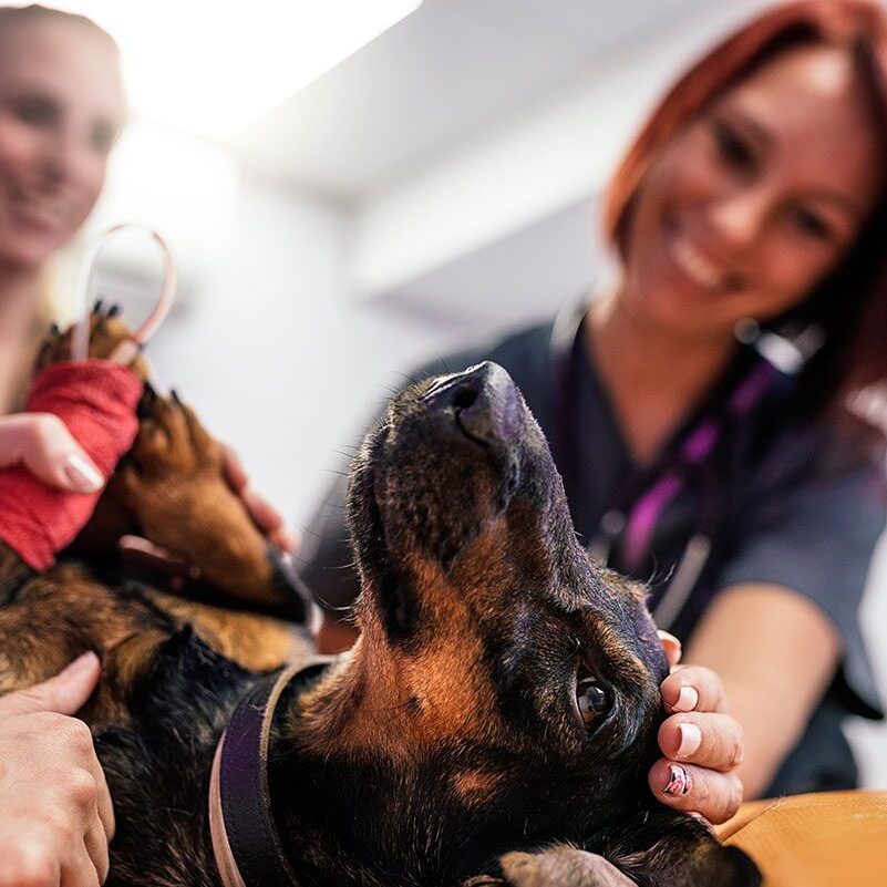 Vet Team Dog veterinary team comforting dog during ultrasound examination