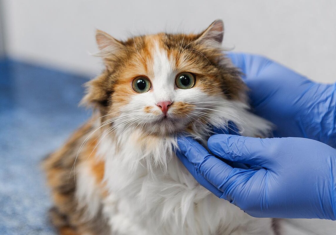 Veterinarian wearing blue surgical gloves examining fluffy cat's head and neck